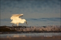 Snowy-Egret;Egret;Egretta-thula;Prey;Feeding-Behavior;One;one-animal;avifauna;bi